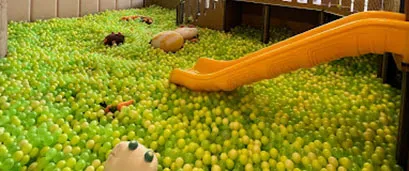 大樹先生的家-親子餐廳