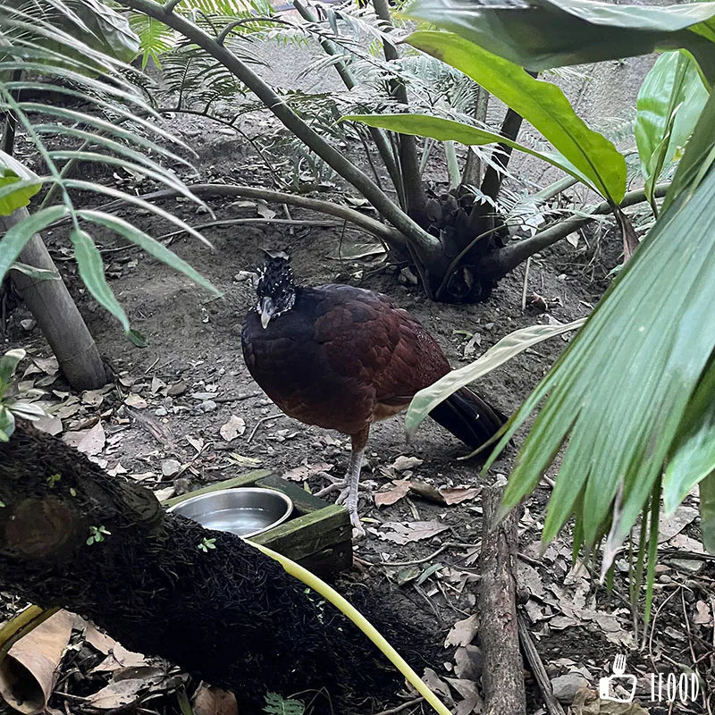 台北市立動物園