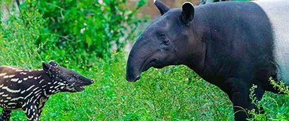 台北市立動物園