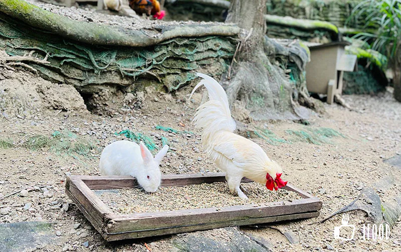 綠世界生態農場-可愛動物區