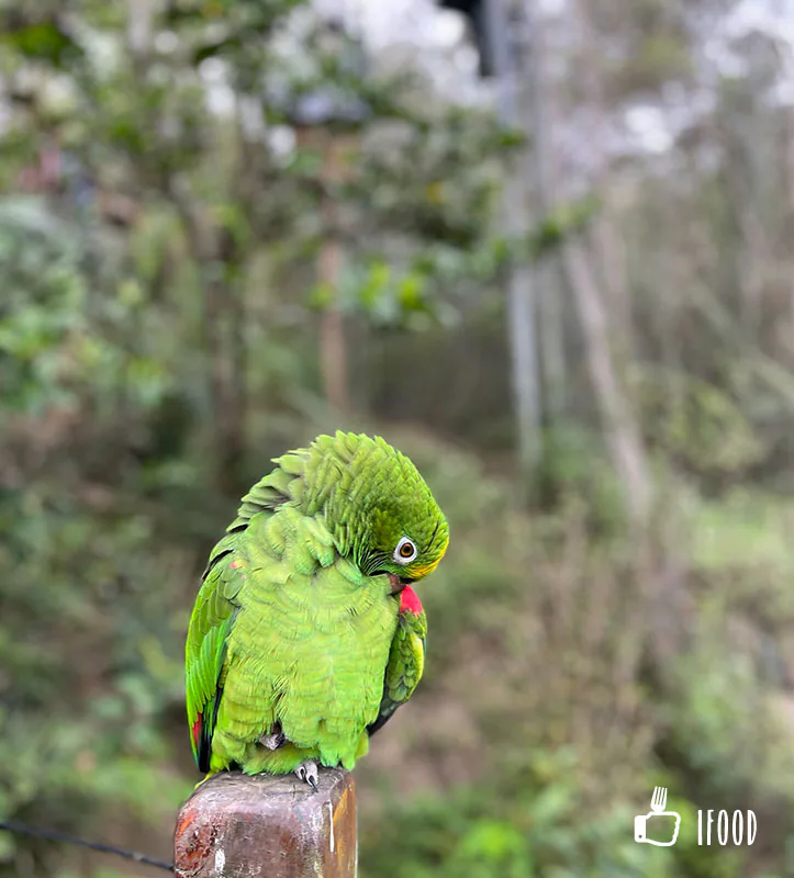 綠世界生態農場-鳥類生態公園