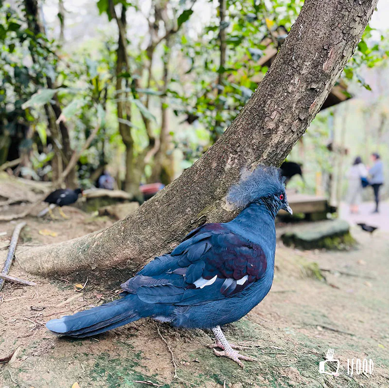 綠世界生態農場-鳥類生態公園