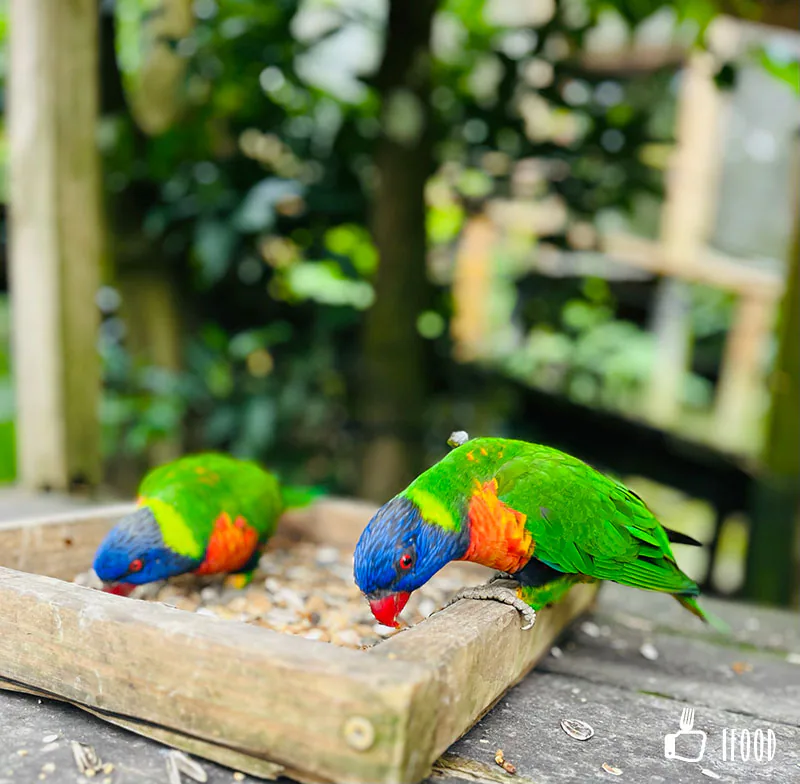 綠世界生態農場-鳥類生態公園
