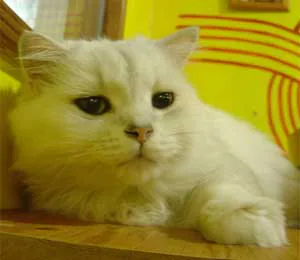 橘光呼嚕x背包Cat 貓の咖啡館
